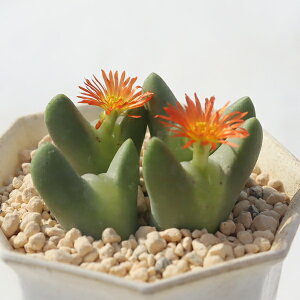 HgP 2 RmtBc Conophytum akibenihime A ^r ϗtA rU[vcCeA RmtBcʔ A̔