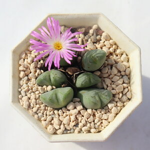  2 RmtBc Conophytum murasakisikibu A ^r ϗtA rU[vcCeA RmtBcʔ A̔