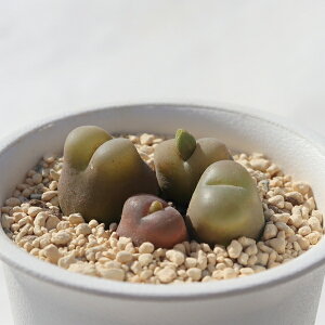 }EKj[1 RmtBc Conophytum maughanii A RmtBcʔ A̔ ChAO[ N A