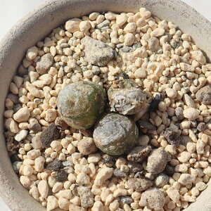 uQ STCY 2 RmtBc Conophytum burgeri A RmtBcʔ A̔ ChAO[ N A
