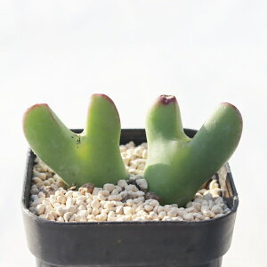 �T�����C�� 2�� �R�m�t�B�c�� Conophytum sunline ��^�r�^ �����A�� �R�m�t�B�c���ʔ� �����A���ʔ� �W���G���[�v�����c �������� �h���C�K�[�f�� �񂹐A�� �C���e���A�v�����c
