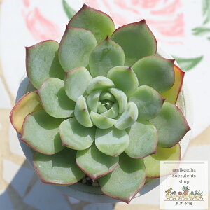 䕂̉ ixt GPxA A Echeveria ichigo no himitu GPxAʔ
