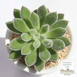 sTX GPxA MTCY 5.5cm|bg A KN炫 `^ ^Cv
