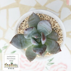 䕃~N啟 ixt GPxA Echeveria kuromituichigochidaifuku A GPxAʔ ϗtA