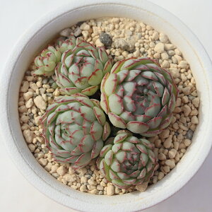 LvenC GPxA Echeveria captain hay A GPxAʔ ϗtA x_K[f rU[vc