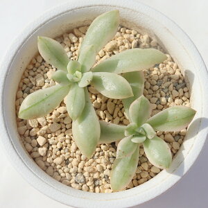 ~jx Jbgc GPxA Echeveria Minibelle f variegata A GPxAʔ A̔ hCK[f ϗtA x_K[f