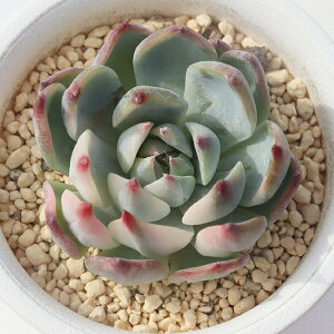 Y GPxA  Echeveria momotarou variegata A GPxA̔ Aʔ hCK[f ϗtA
