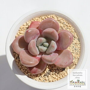 uxA[ GPxA MTCY 5.5cm|bg Echeveria lovebear KN A `^ [bg^Cv ꂢ 킢