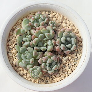 gbhGbO GPxA Echeveria little red egg A GPxAʔ ϗtA x_K[f rU[vc