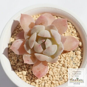 ̒ ixt GPxA MTCY5.5cm|bg Echeveria sakuranoshirabe KN A `^ [bg^Cv ꂢ 킢