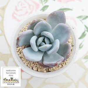 ݑ啟 GPxA MTCY6cm|bg Echeveria SIROMOCHIDAIFUKU KN A `^ [bg^Cv i