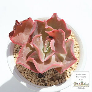 高砂の翁 エケベリア Mサイズ5.5cmポット Echeveria 薔薇咲 多肉植物 小〜中型種 ロゼットタイプ きれい かわいい