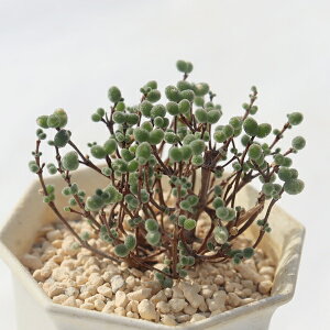 nj[IW hTe} Drosanthemum honey orange A Mtg x_K[f A hTe}ʔ A̔