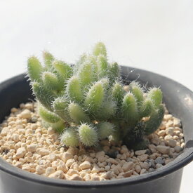 エキナツム錦 ドロサンテマム Drosanthemum sp variegata 多肉植物 ギフト ベランダガーデン 室内植物 ドロサンテマム通販 多肉植物販売