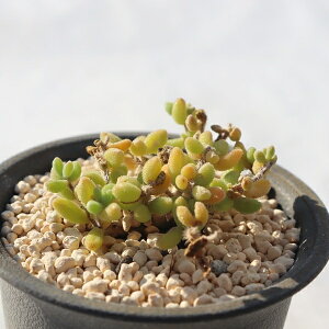 �g��� �h���T���e�}�� Drosanthemum 'benihouseki' �����A�� �h���T���e�}���̔� �����A���ʔ� �A�C�X�v�����g ���������� �C���e���A�O���[�� ���A�����A�� �����Ȓ�