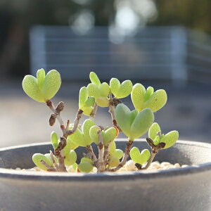 ���u�n�[�g �h���T���e�}�� Drosanthemum 'love heart' �����A�� �h���T���e�}���ʔ� �����A���̔� �A�C�X�v�����g ���������� �C���e���A�O���[�� ���A�����A�� �����Ȓ�