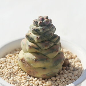 �j�����x���Z�� ���i�f�j�E�� mondenium ssp nyambense �����A�� ������ �����A���ʔ� ���i�f�j�E���̔� �x�����_�K�[�f�� �r�U�[���v�����c �h���C�K�[�f��