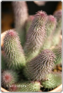 C tGjA MTCY 5.5cm|bg Huernia pillansii A i