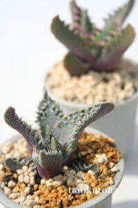 rg tH[JA Faucaria tuberculosa 'Aranami' A i tH[JAʔ A̔ rU[vc ϗtA