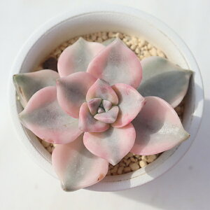 p[vfCg Jbgc Ovgy^ A  graptopetalum purple deligte variegata Ovgy^ʔ Aʔ rU[vc A x_K[f