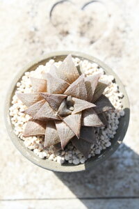 ���؎� �n�I���`�A M�T�C�Y6cm�|�b�g Haworthia tessellata×retusa �����A�� �����i��