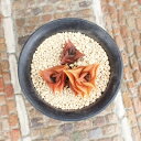 ニグラレミニマ ハオルチア Mサイズ5.5cmポット Haworthia nigrare Minima 多肉永遠