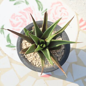؂̏ nI`A haworthia kyobokunomathuA ϗtA K[fjO ChAO[ hCK[f nI`Aʔ A̔