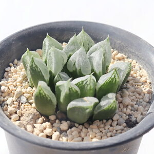 un[g nI`A haworthia love heart A ChAO[ ϗtA A nI`Aʔ A̔