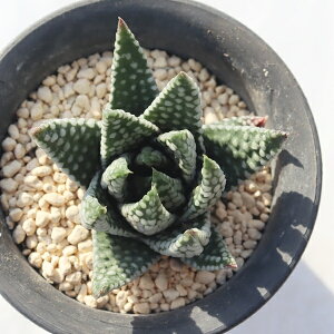 ������ �n�I���`�A Haworthia h.zenigata x h.maxima �����A�� �����A�� �����C���e���A �A�����W�c �r�U�[���v�����c ���N��