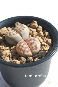 ���g�[�v�X ����� 1�� Lithops dorotheae �����A�� �����i�� �W���G���[�X�g�[�� �������� ���܂��܊� �����A�� �x�����_�K�[�f�� �����A�� �c �񂹐A�� �R�쑐 �����Ȓ� �K�[�f�j���O ���N