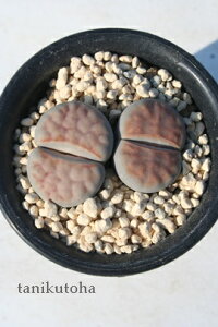 ߋ g[vX MTCY 5.5cm|bg Lithops bella A i