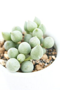 �����A�� �V�g���t�H���~�X �Z�l�V�I Senecio citriformis �R�쑐 ���܂��܊� �����Ȓ� �K�[�f�j���O ���N�� �M�t�g �����i�� �ϗt�A�� �C���e���A�O���[�� ���� ��Ă₷�� �c �񂹐A��