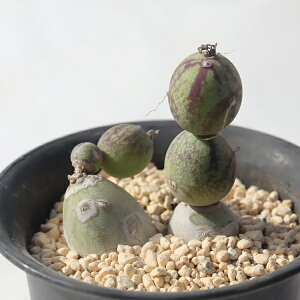 �����A�� �O���u���[�T �Z�l�V�I Senecio globosa ���܂��܊� �����Ȓ� �K�[�f�j���O ���N�� �M�t�g �����i�� �ϗt�A�� �C���e���A�O���[�� ���� ��Ă₷�� ���� �c �񂹐A�� �R�쑐