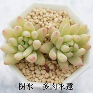 X ZfxA MTCY 6cm|bg sedeveria silver frost A ^ td˂^Cv 킢 蕨