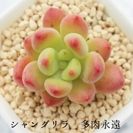 シャングリラ セデベリア Mサイズ 5.5cmポット sedeveria shangri-la 多肉植物 小型種 葉を重ねるタイプ かわいい 贈り物