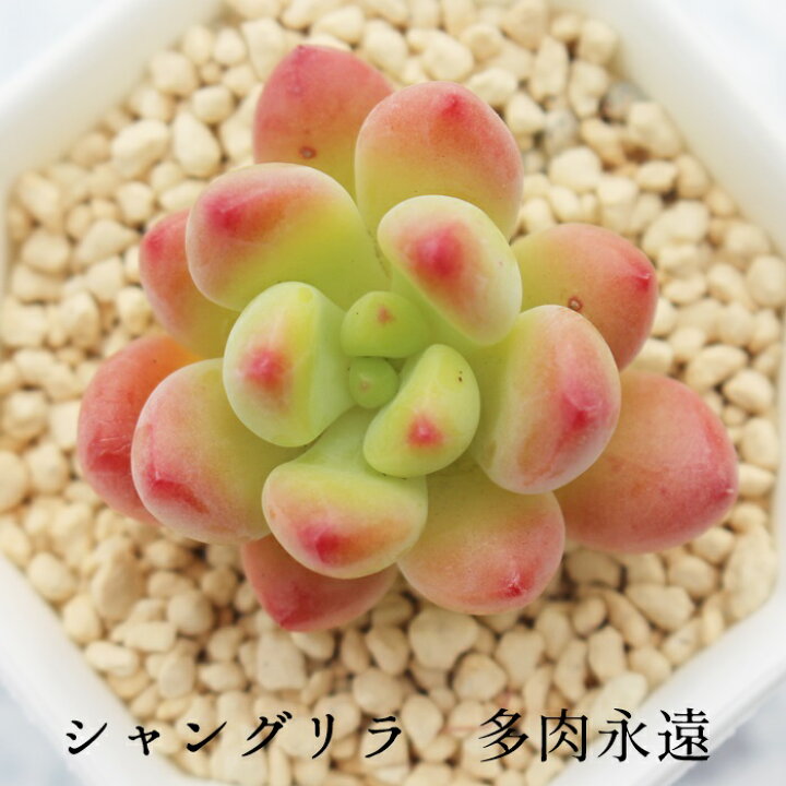 楽天市場】シャングリラ セデベリア Mサイズ 5.5cmポット sedeveria 