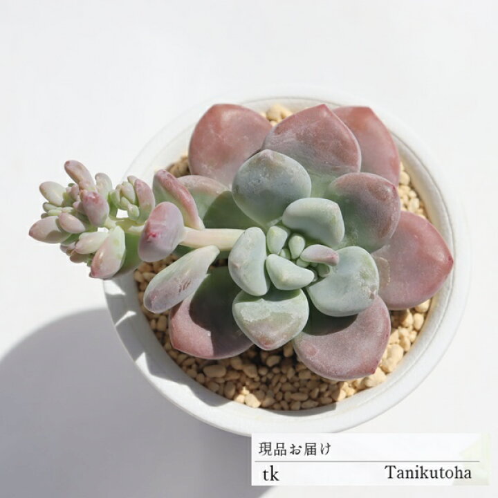 楽天市場】レジェンド TK83 パキベリア おすすめ販売 7.5cmポット 