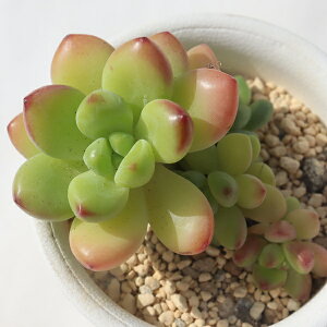 VO TK-10-16 ZfxA ʐ^̎q͂ A ZfxAʔ A̔