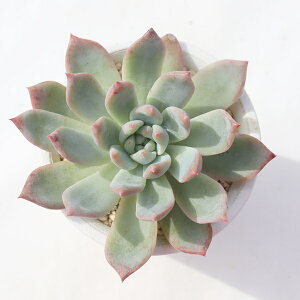 䕑啟 ixt TK-10-2 GPxA ʐ^̎q͂ A GPxAʔ A̔