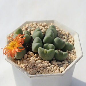 VlIrfX 12 TK-10-29 RmtBc IW ʐ^̎q͂ A ARmtBcʔ AAʔ Qc̔