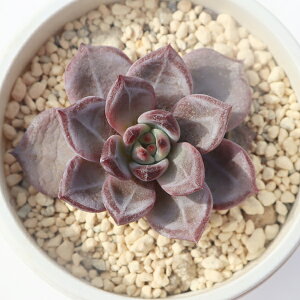 ŗь啟 ixt TK-10-3 GPxA ʐ^̎q͂ A GPxAʔ A̔