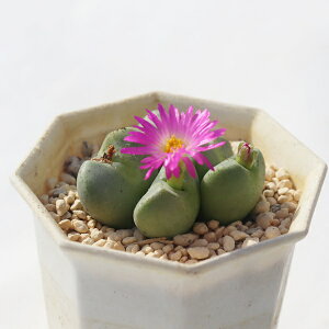 t 5 TK-10-32 RmtBc ʐ^̎q͂ A RmtBcʔ A̔ RmtBcJ