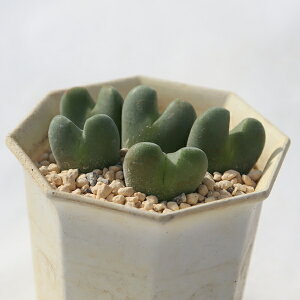 ̕P 5 TK-10-33 RmtBc ʐ^̎q͂ A RmtBcʔ A̔ x_K[f