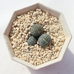 EBbgxQZ 3 TK-10-34 RmtBc wittebergense ʐ^̎q͂ A ARmtBcʔ AA̔