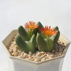 HgP 4 TK-10-35 RmtBc IW ʐ^̎q͂ A RmtBcʔ A̔ RmtHcJ