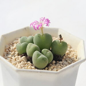 H̖ 7 TK-10-36 RmtBc ʐ^̎q͂ A RmtBcʔ iAʔ