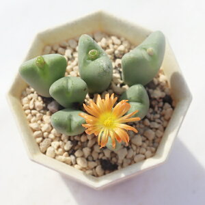 y 7 TK-10-37 RmtBc ʐ^̎q͂ A RmtBcʔ iA̔