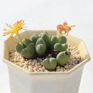 Ao 11 TK-10-38 RmtBc ʐ^̎q͂ A RmtBc̔ ^A̔