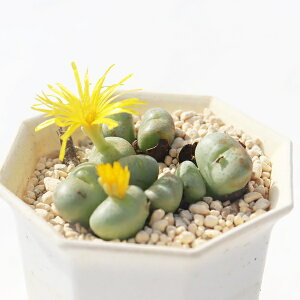  9 TK-10-42 RmtBc ʐ^̎q͂ A RmtBcʔ A̔ x_K[f