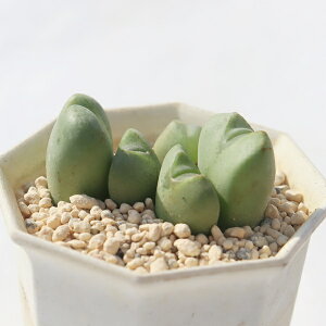 I[ 5 TK-10-43 RmtBc ʐ^̎q͂ A RmtBcʔ A̔ WF[Xg[